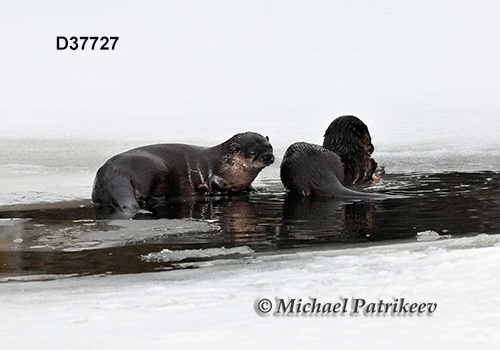 North American River Otter (Lontra canadensis)